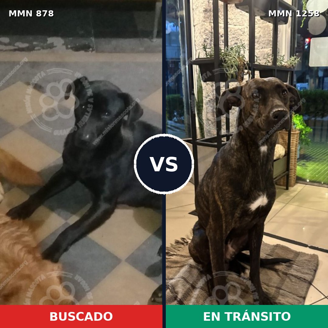 Comparativa MMS 20686: mascota perdida y mascota encontrada, 61% de similitud