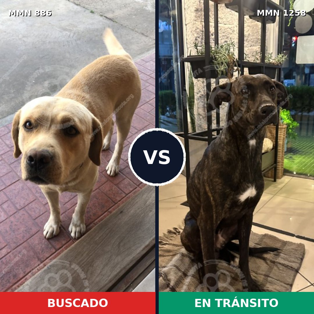 Comparativa MMS 20687: mascota perdida y mascota encontrada, 42% de similitud