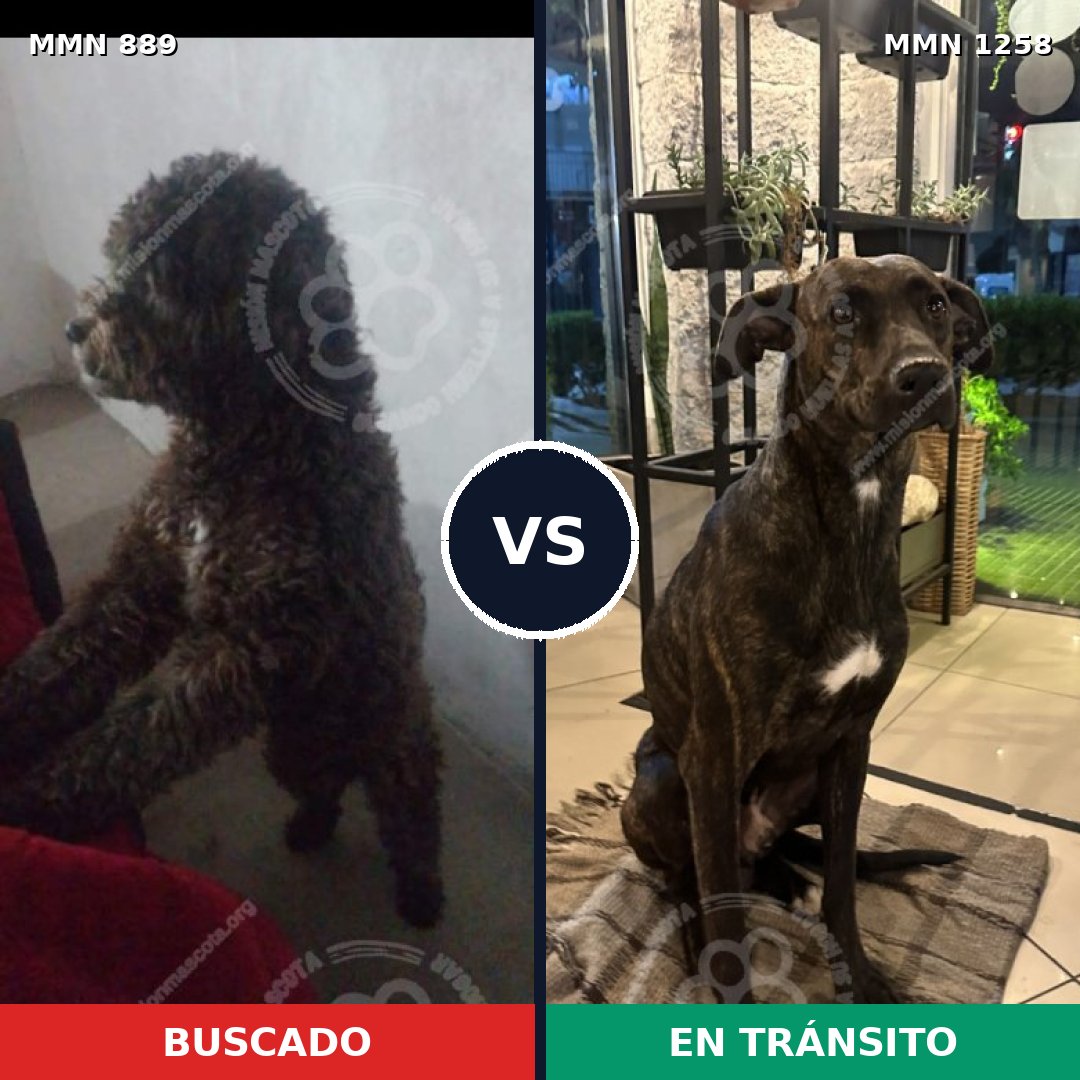 Comparativa MMS 20688: mascota perdida y mascota encontrada, 50% de similitud