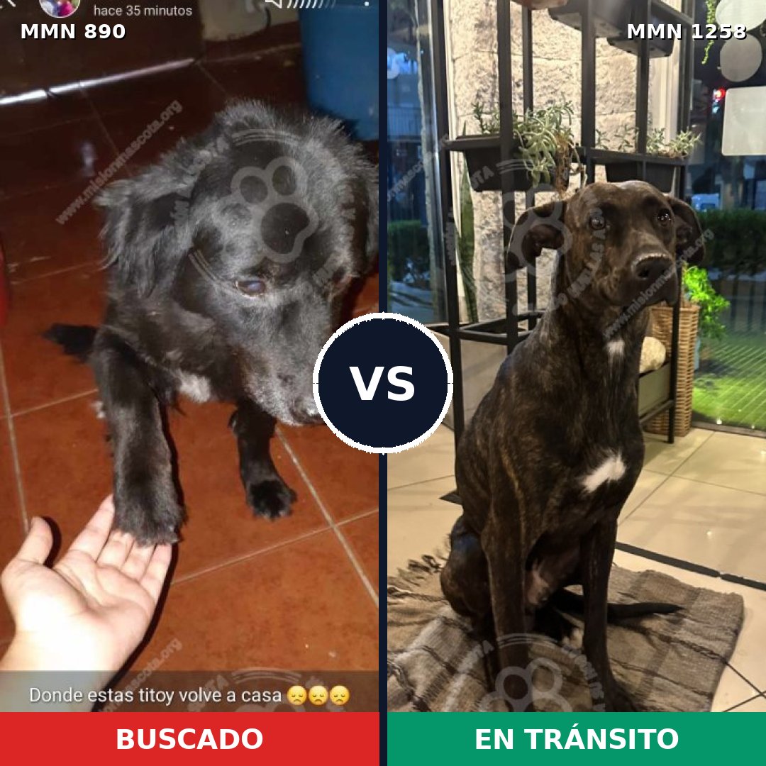 Comparativa MMS 20689: mascota perdida y mascota encontrada, 54% de similitud