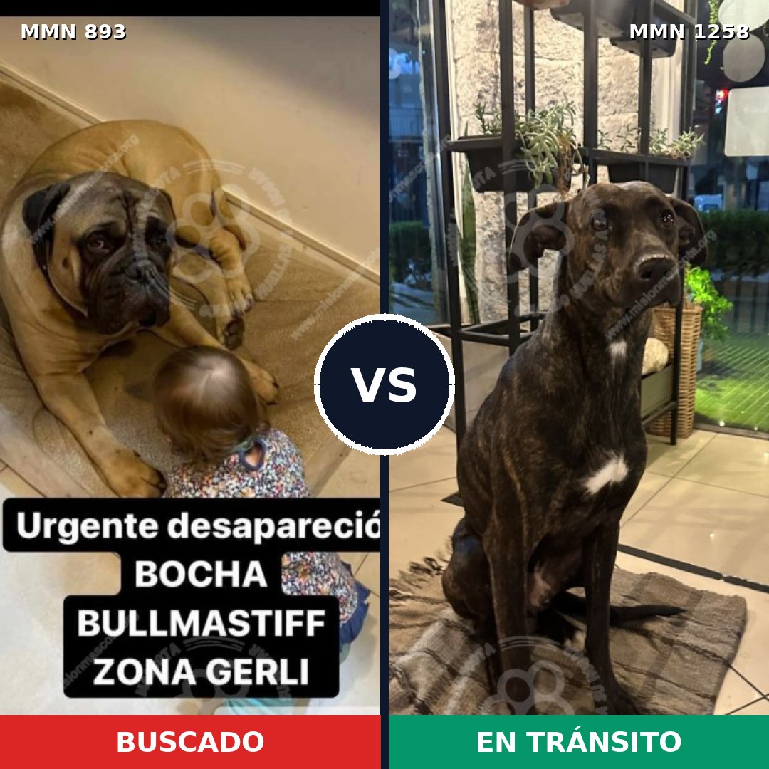 Comparativa MMS 20690: mascota perdida y mascota encontrada, 31% de similitud