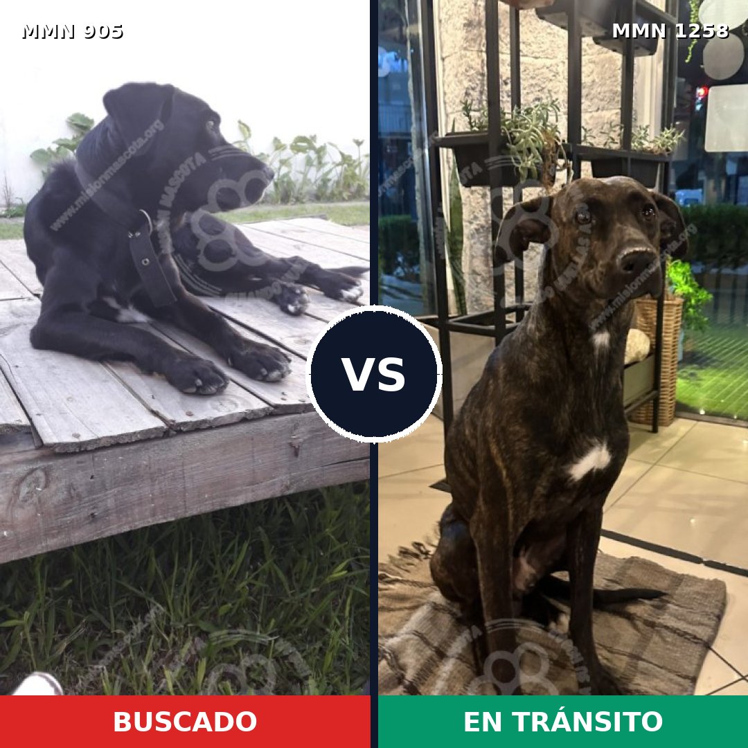 Comparativa MMS 20692: mascota perdida y mascota encontrada, 85% de similitud