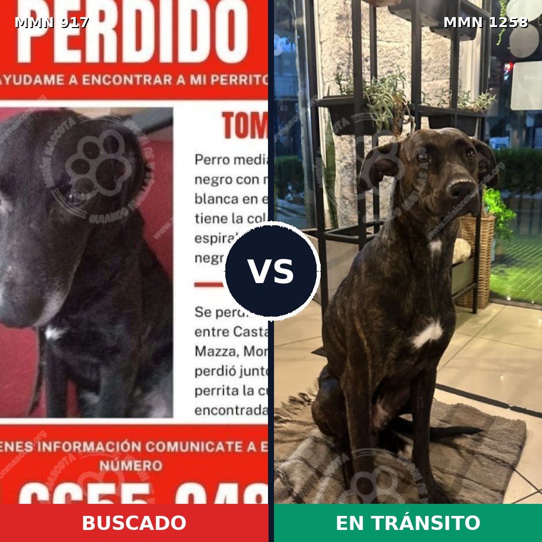 Comparativa MMS 20693: mascota perdida y mascota encontrada, 59% de similitud
