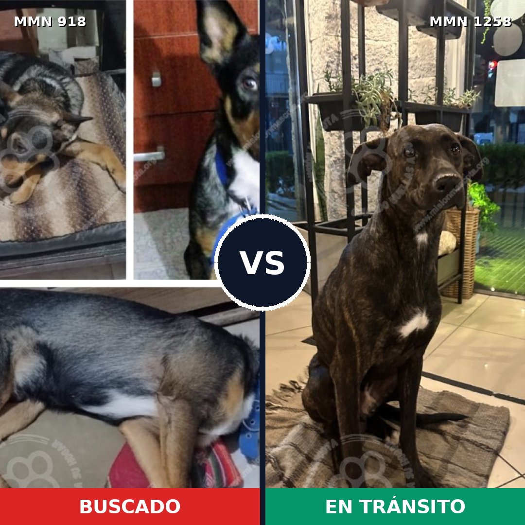 Comparativa MMS 20694: mascota perdida y mascota encontrada, 50% de similitud