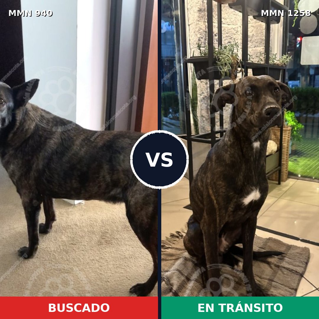 Comparativa MMS 20696: mascota perdida y mascota encontrada, 62% de similitud