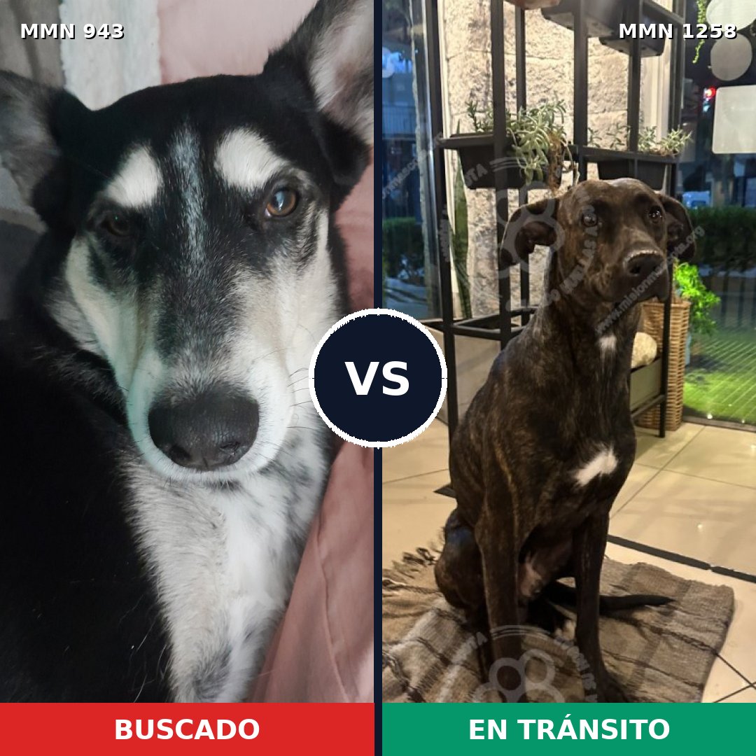 Comparativa MMS 20697: mascota perdida y mascota encontrada, 78% de similitud