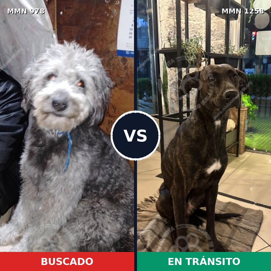 Comparativa MMS 20701: mascota perdida y mascota encontrada, 56% de similitud
