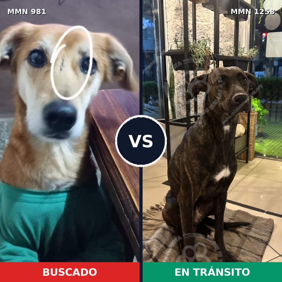 Comparativa MMS 20702: mascota perdida y mascota encontrada, 83% de similitud