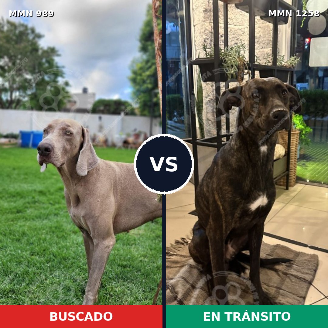 Comparativa MMS 20703: mascota perdida y mascota encontrada, 41% de similitud