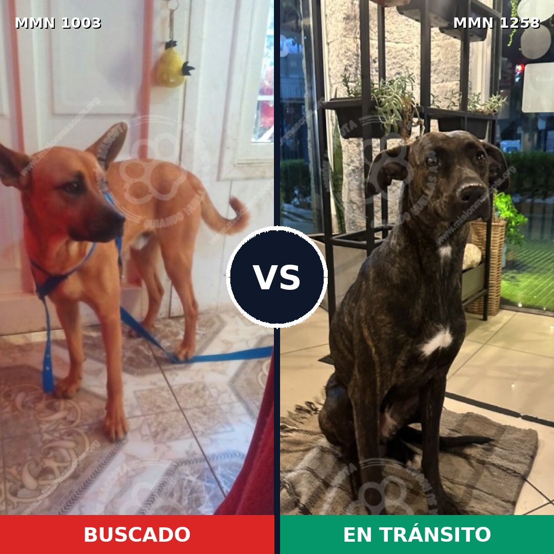 Comparativa MMS 20705: mascota perdida y mascota encontrada, 43% de similitud