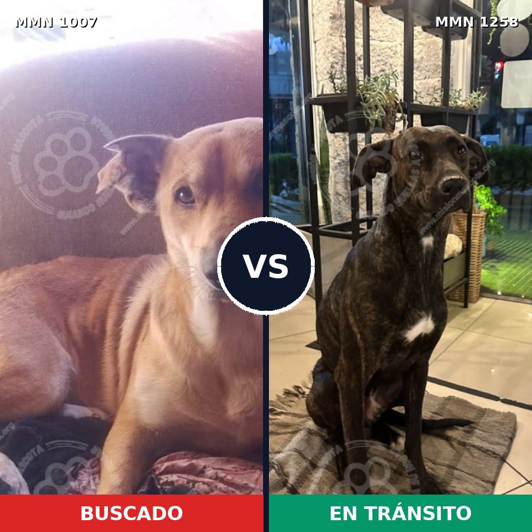 Comparativa MMS 20707: mascota perdida y mascota encontrada, 79% de similitud