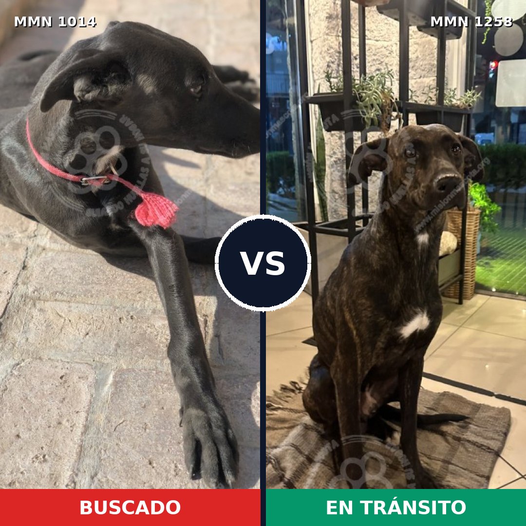 Comparativa MMS 20708: mascota perdida y mascota encontrada, 45% de similitud