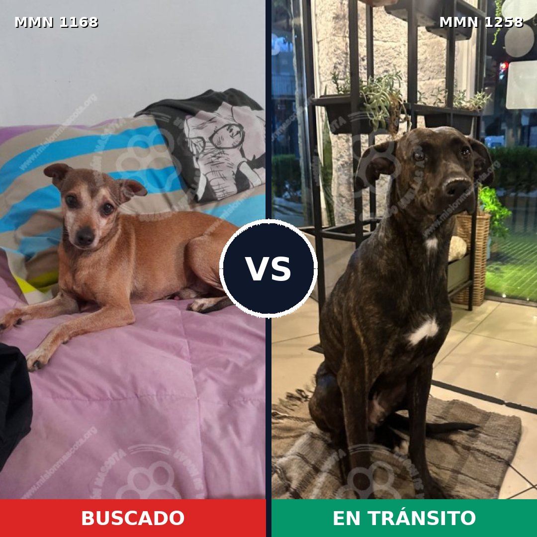Comparativa MMS 20711: mascota perdida y mascota encontrada, 43% de similitud
