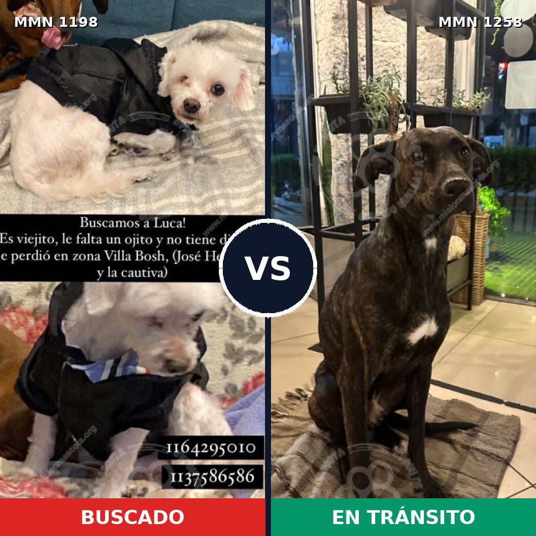 Comparativa MMS 20713: mascota perdida y mascota encontrada, 48% de similitud
