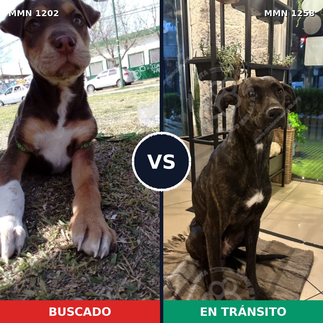 Comparativa MMS 20714: mascota perdida y mascota encontrada, 50% de similitud