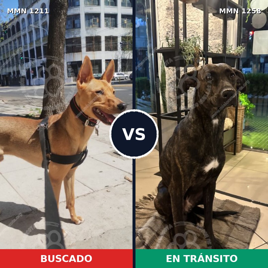 Comparativa MMS 20715: mascota perdida y mascota encontrada, 82% de similitud
