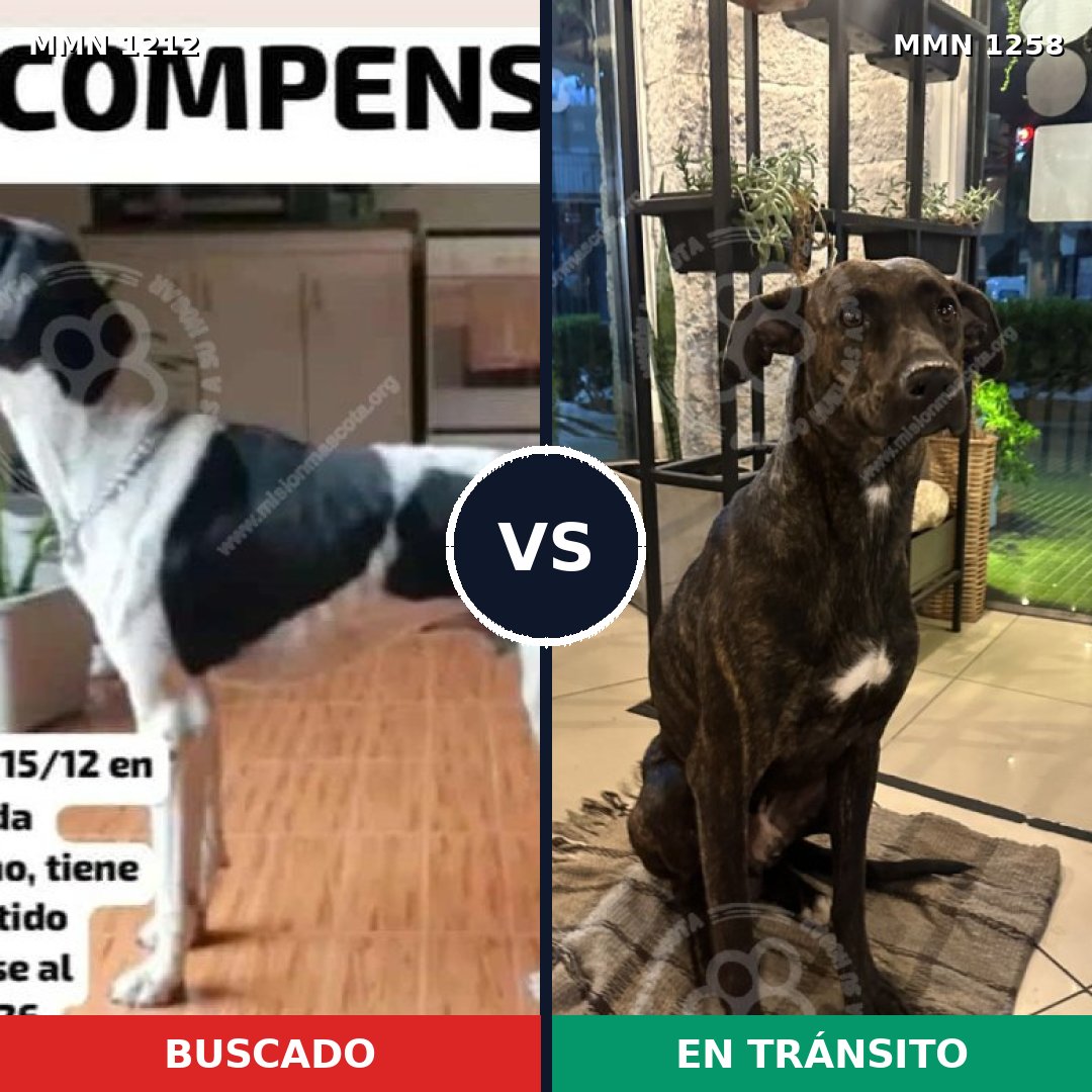 Comparativa MMS 20716: mascota perdida y mascota encontrada, 45% de similitud