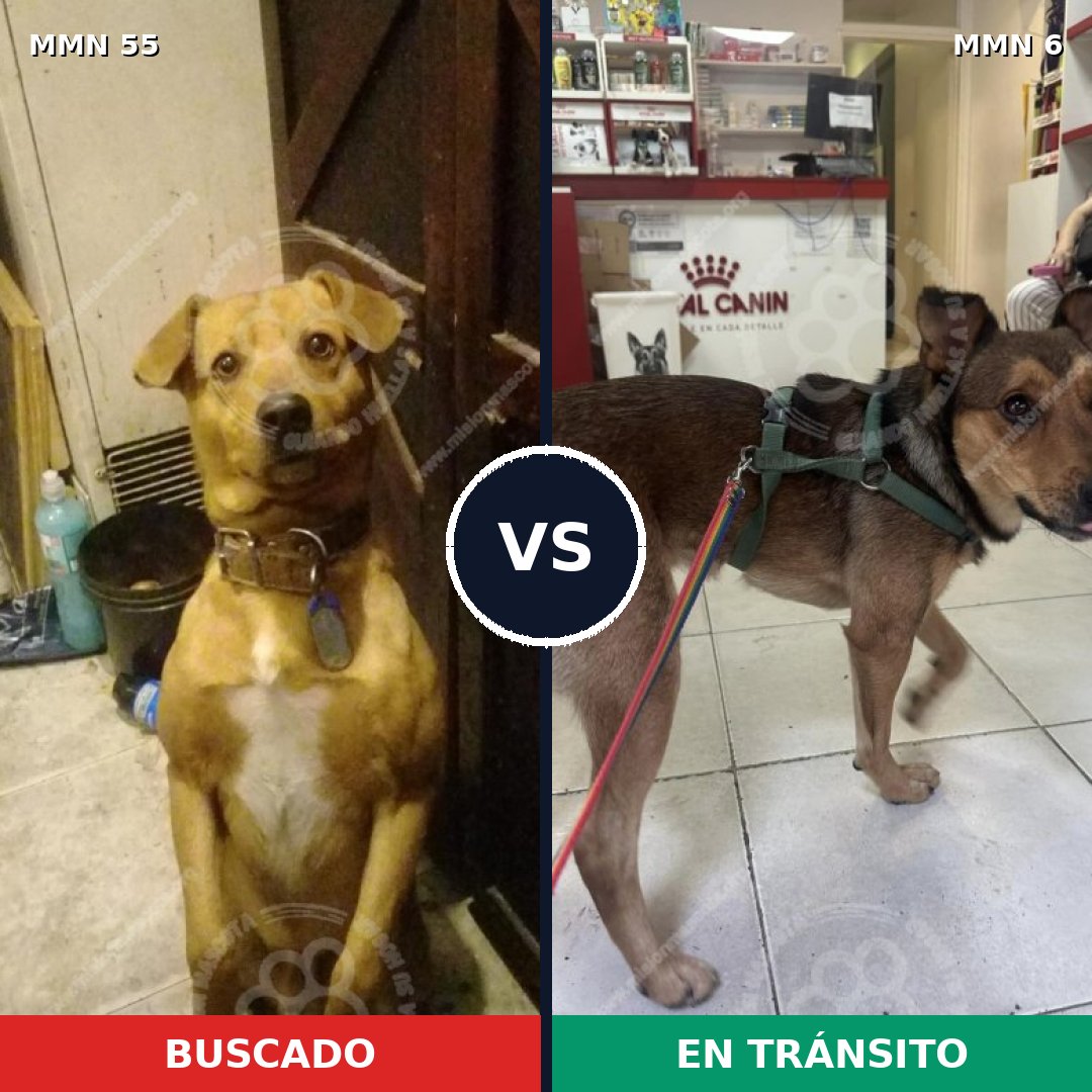 Comparativa MMS 2072: mascota perdida y mascota encontrada, 73% de similitud