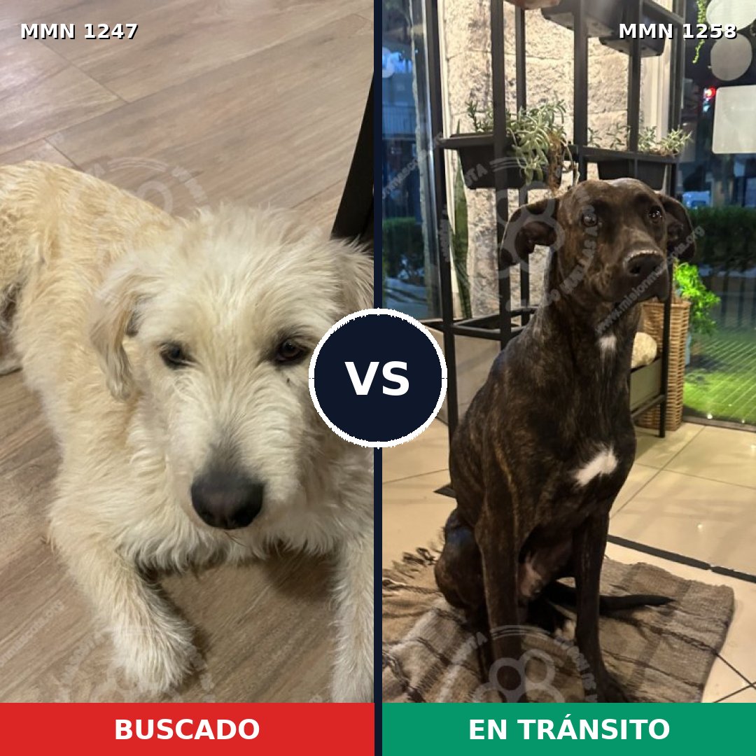 Comparativa MMS 20721: mascota perdida y mascota encontrada, 80% de similitud