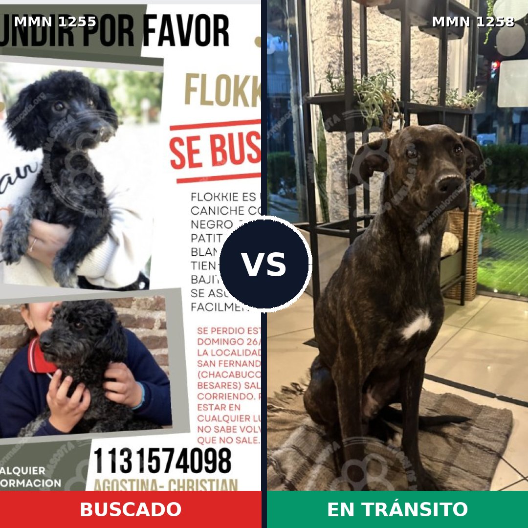 Comparativa MMS 20722: mascota perdida y mascota encontrada, 46% de similitud