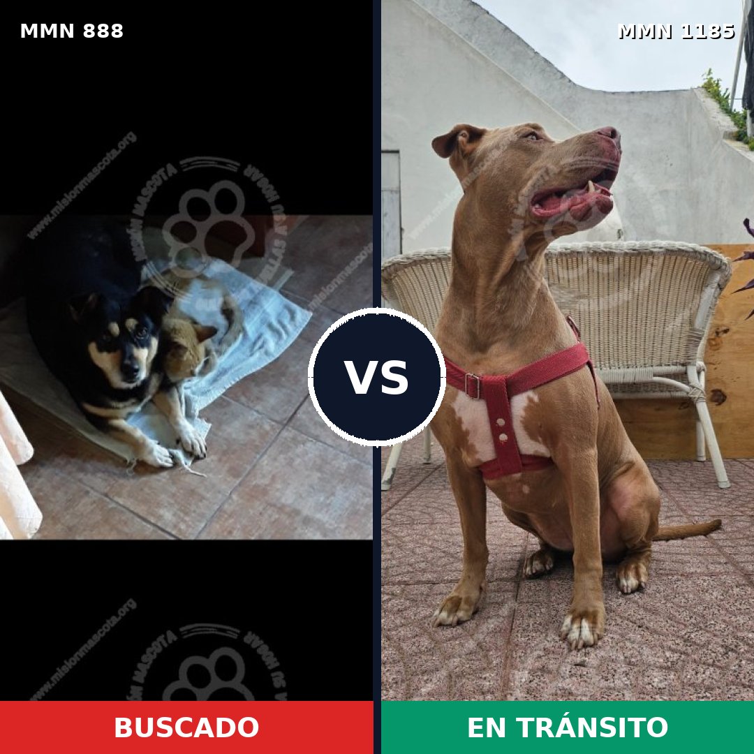 Comparativa MMS 20723: mascota perdida y mascota encontrada, 37% de similitud