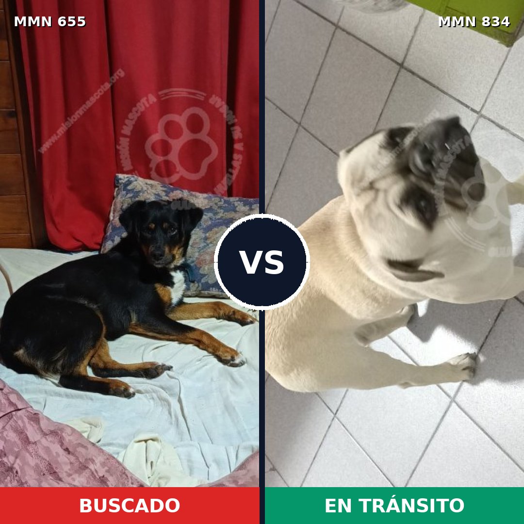 Comparativa MMS 20724: mascota perdida y mascota encontrada, 41% de similitud