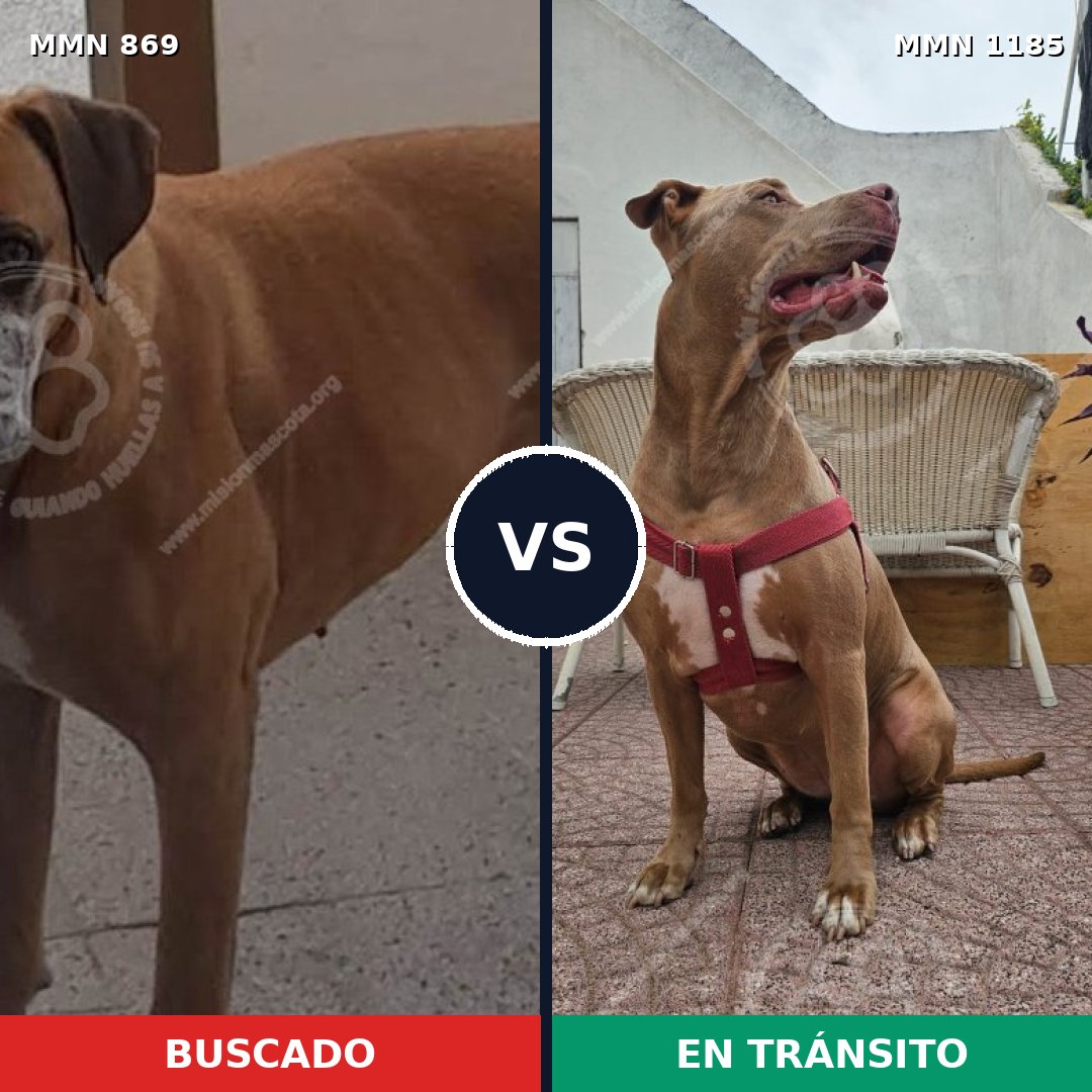 Comparativa MMS 20726: mascota perdida y mascota encontrada, 44% de similitud