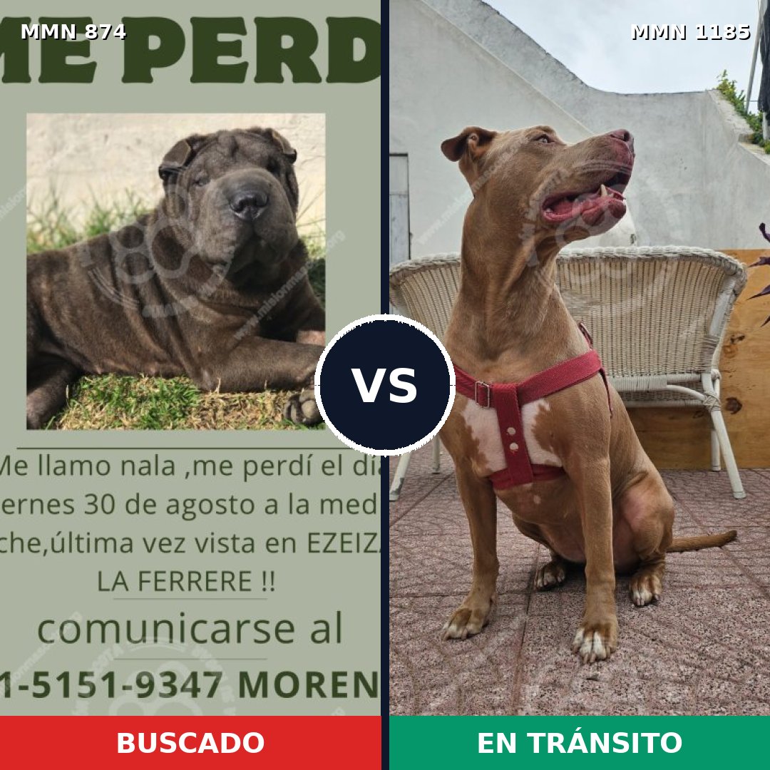 Comparativa MMS 20728: mascota perdida y mascota encontrada, 31% de similitud
