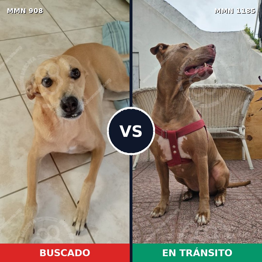 Comparativa MMS 20729: mascota perdida y mascota encontrada, 41% de similitud