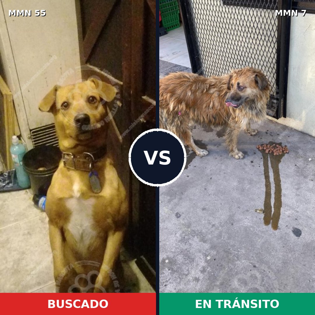 Comparativa MMS 2073: mascota perdida y mascota encontrada, 65% de similitud