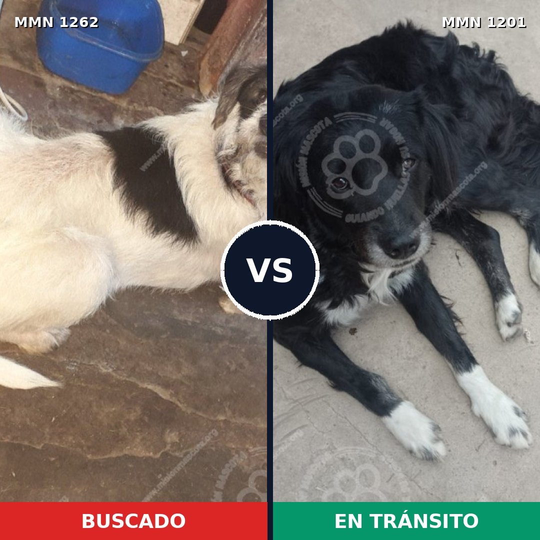 Comparativa MMS 20731: mascota perdida y mascota encontrada, 89% de similitud