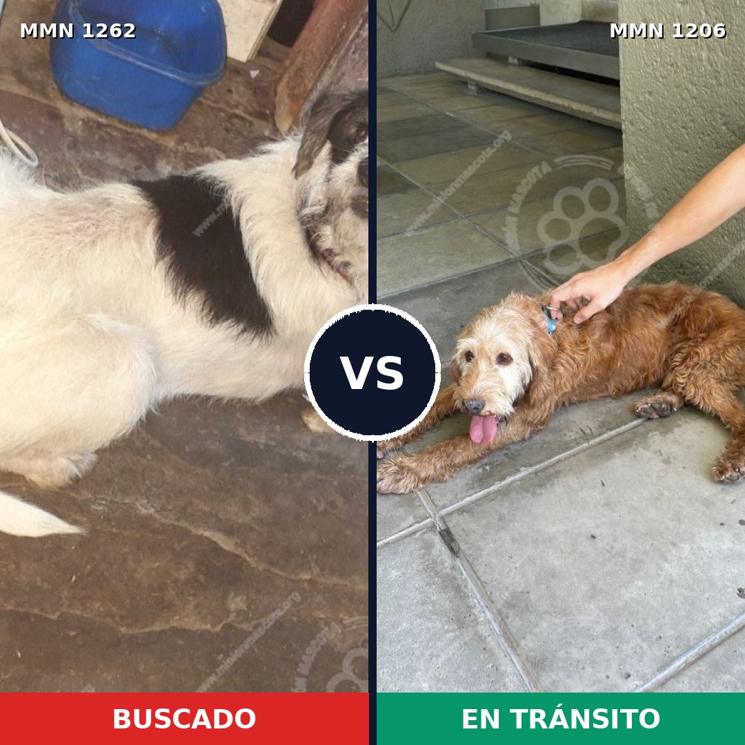 Comparativa MMS 20732: mascota perdida y mascota encontrada, 63% de similitud