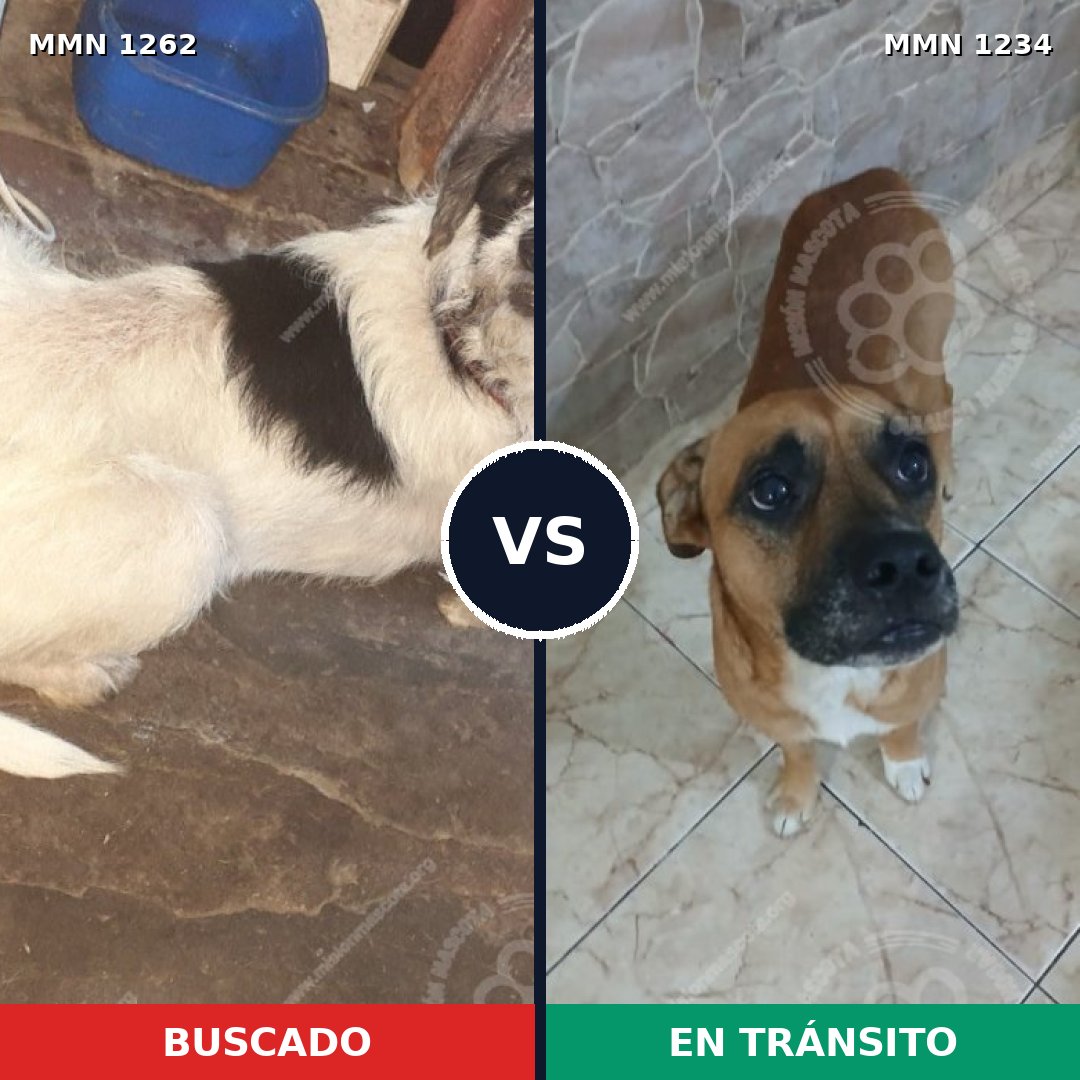 Comparativa MMS 20734: mascota perdida y mascota encontrada, 74% de similitud