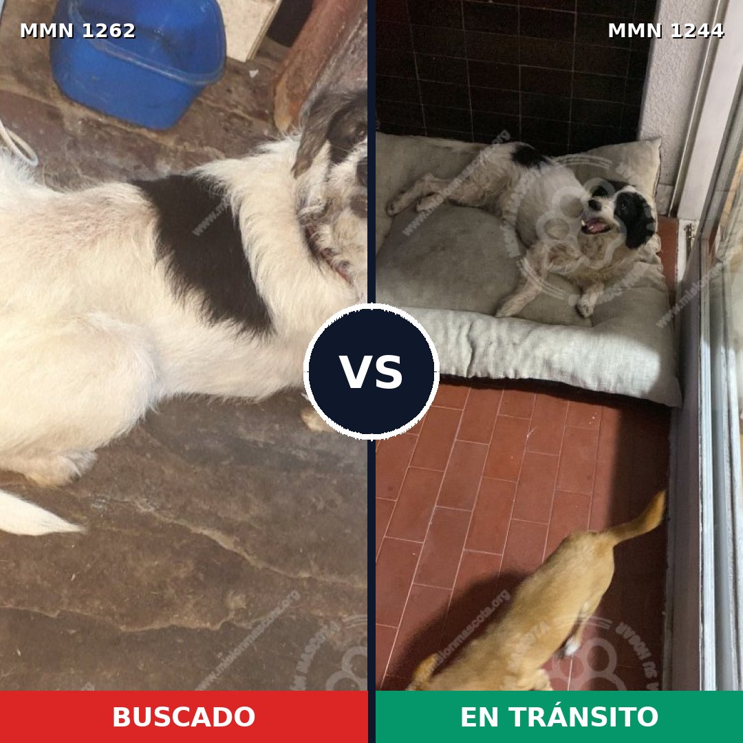 Comparativa MMS 20736: mascota perdida y mascota encontrada, 85% de similitud