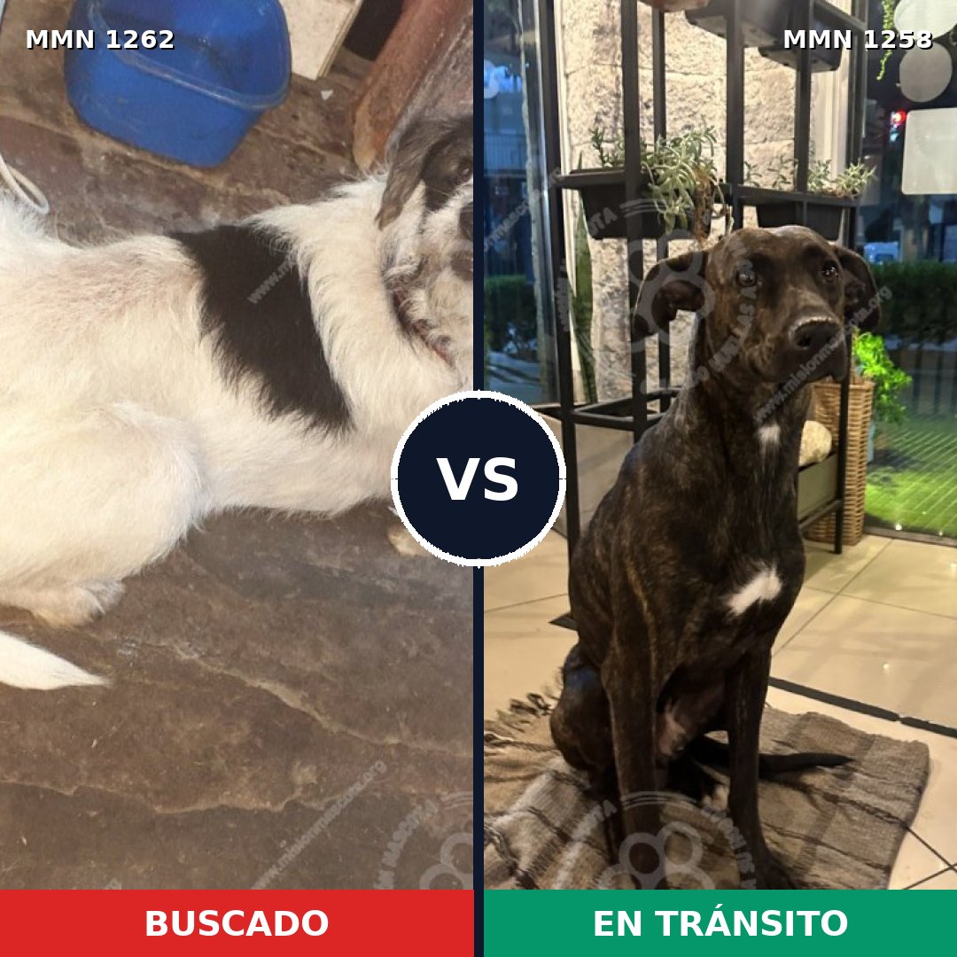 Comparativa MMS 20737: mascota perdida y mascota encontrada, 73% de similitud