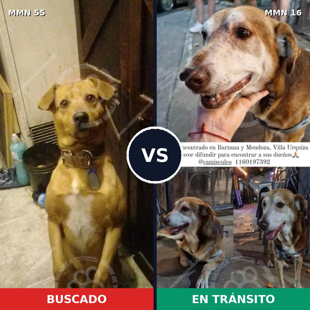 Comparativa MMS 2074: mascota perdida y mascota encontrada, 77% de similitud