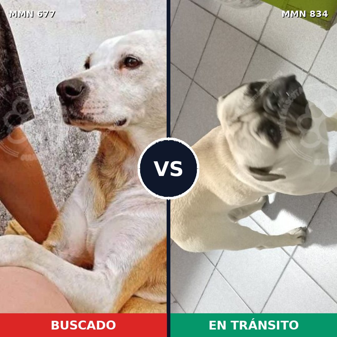 Comparativa MMS 20740: mascota perdida y mascota encontrada, 29% de similitud