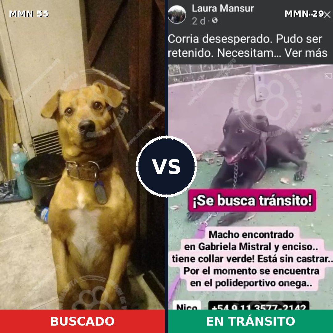 Comparativa MMS 2076: mascota perdida y mascota encontrada, 60% de similitud