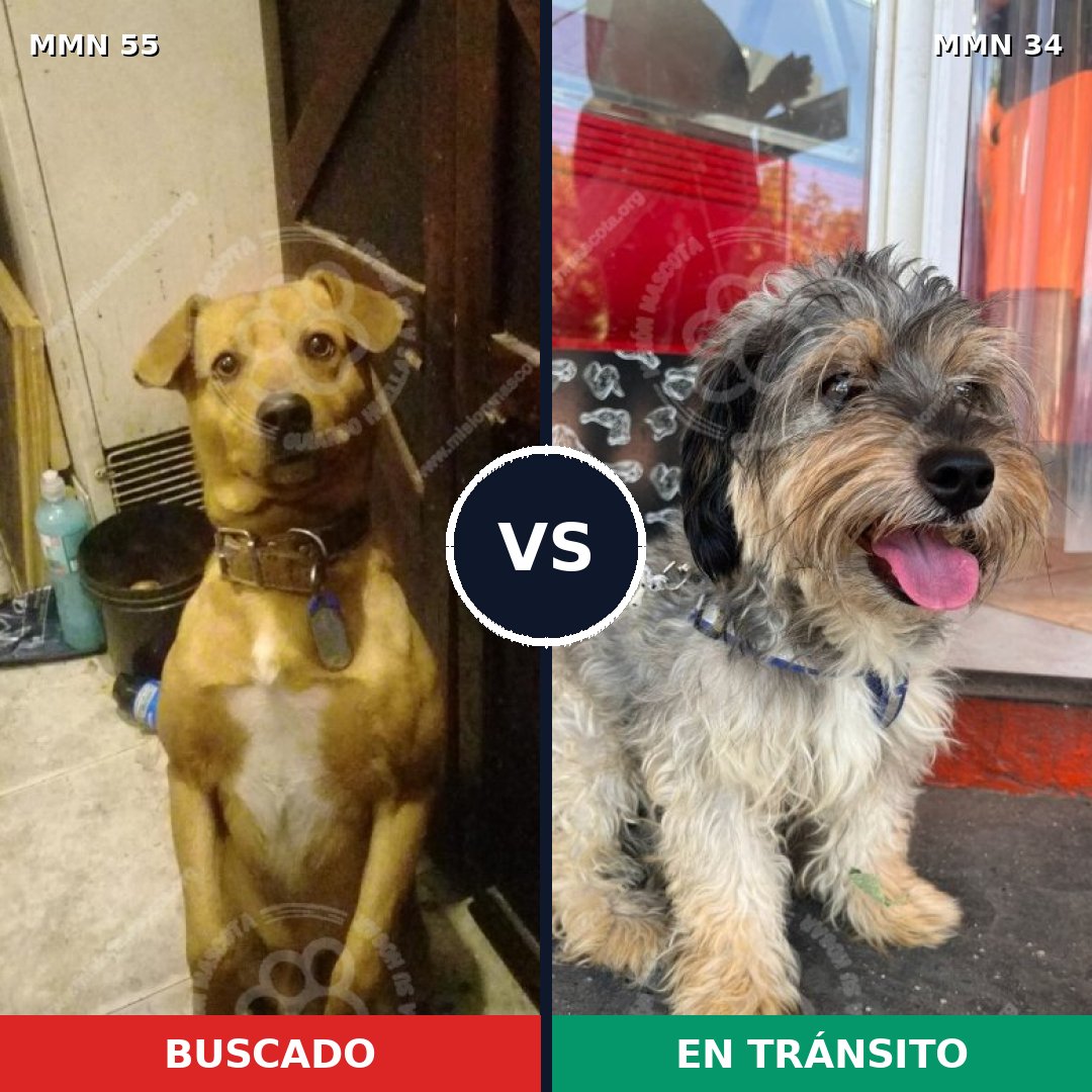 Comparativa MMS 2077: mascota perdida y mascota encontrada, 62% de similitud