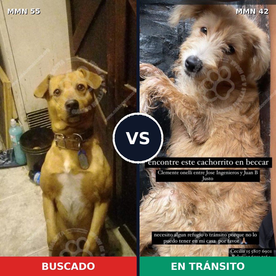Comparativa MMS 2078: mascota perdida y mascota encontrada, 75% de similitud
