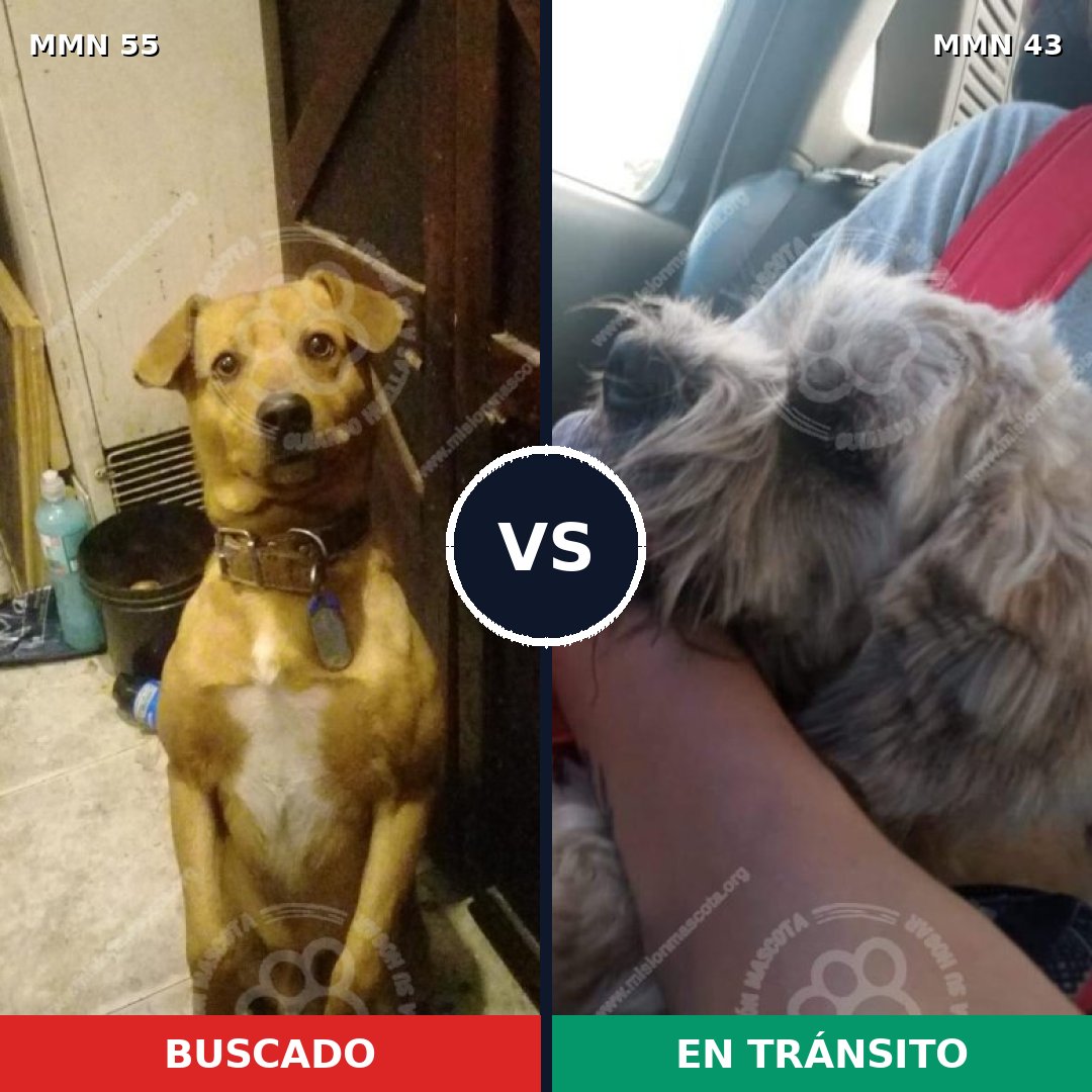 Comparativa MMS 2079: mascota perdida y mascota encontrada, 64% de similitud