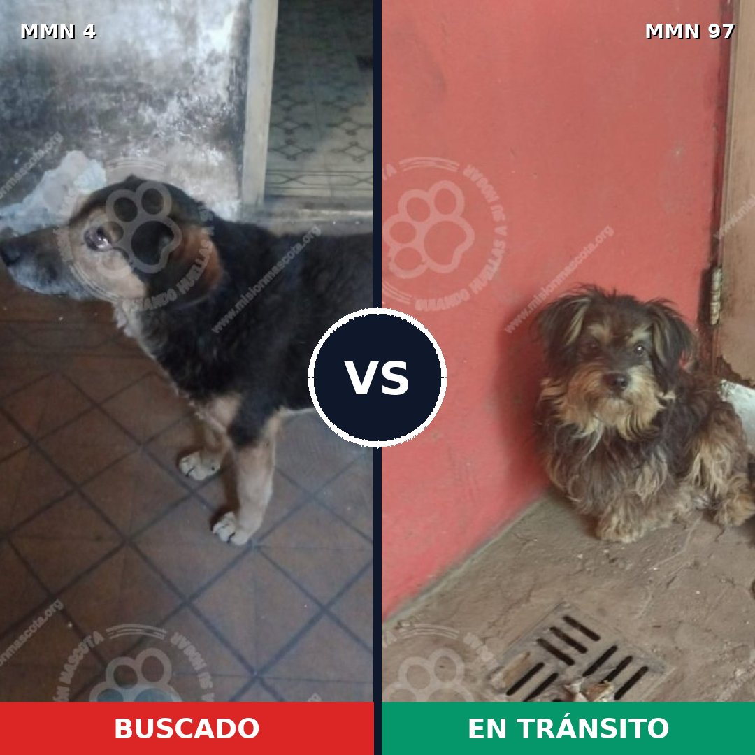 Comparativa MMS 208: mascota perdida y mascota encontrada, 72% de similitud