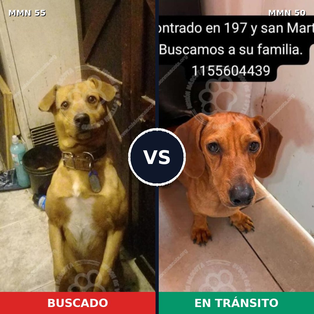 Comparativa MMS 2080: mascota perdida y mascota encontrada, 30% de similitud