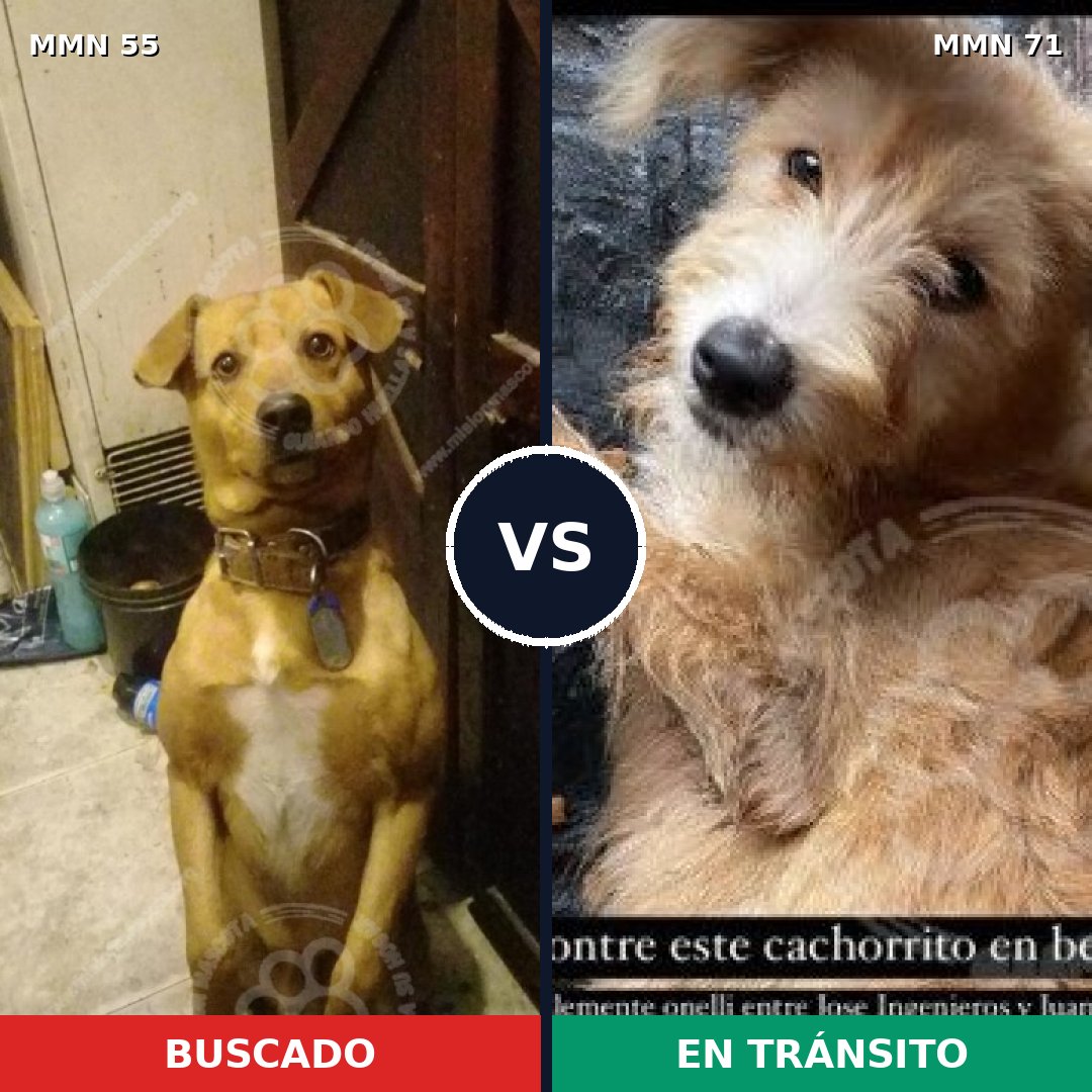 Comparativa MMS 2081: mascota perdida y mascota encontrada, 69% de similitud