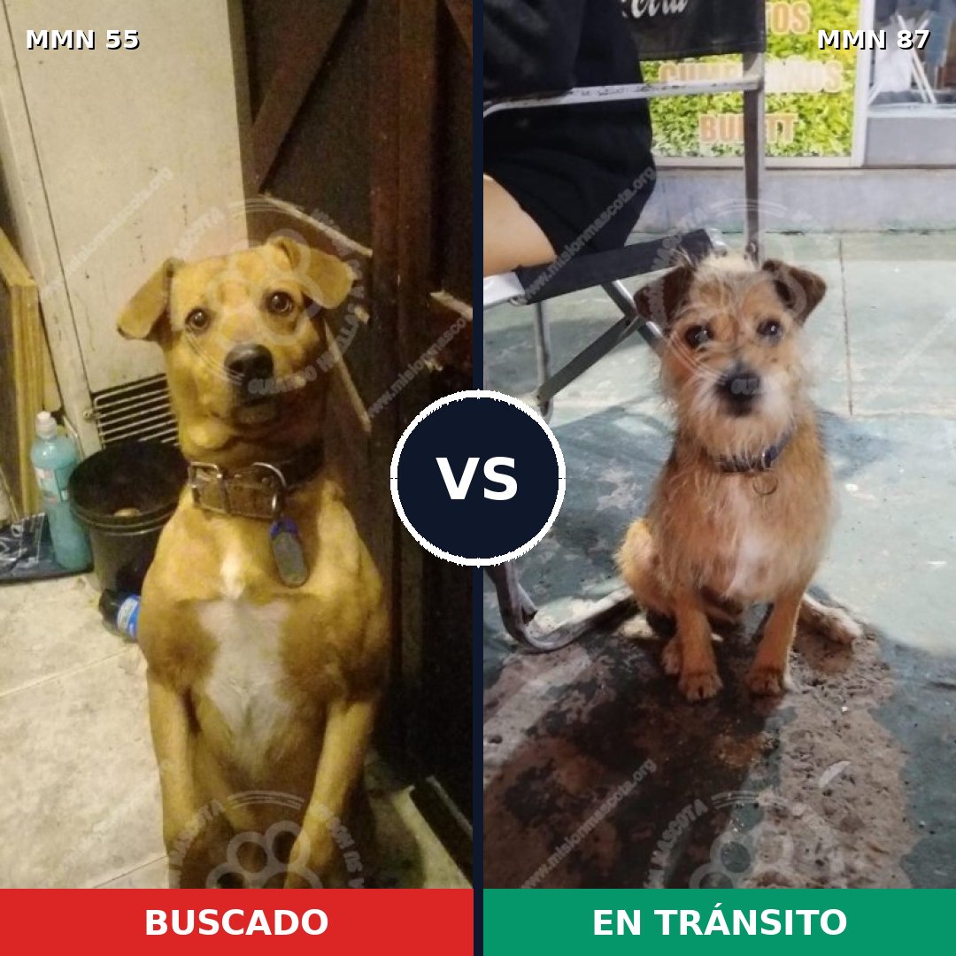 Comparativa MMS 2082: mascota perdida y mascota encontrada, 81% de similitud