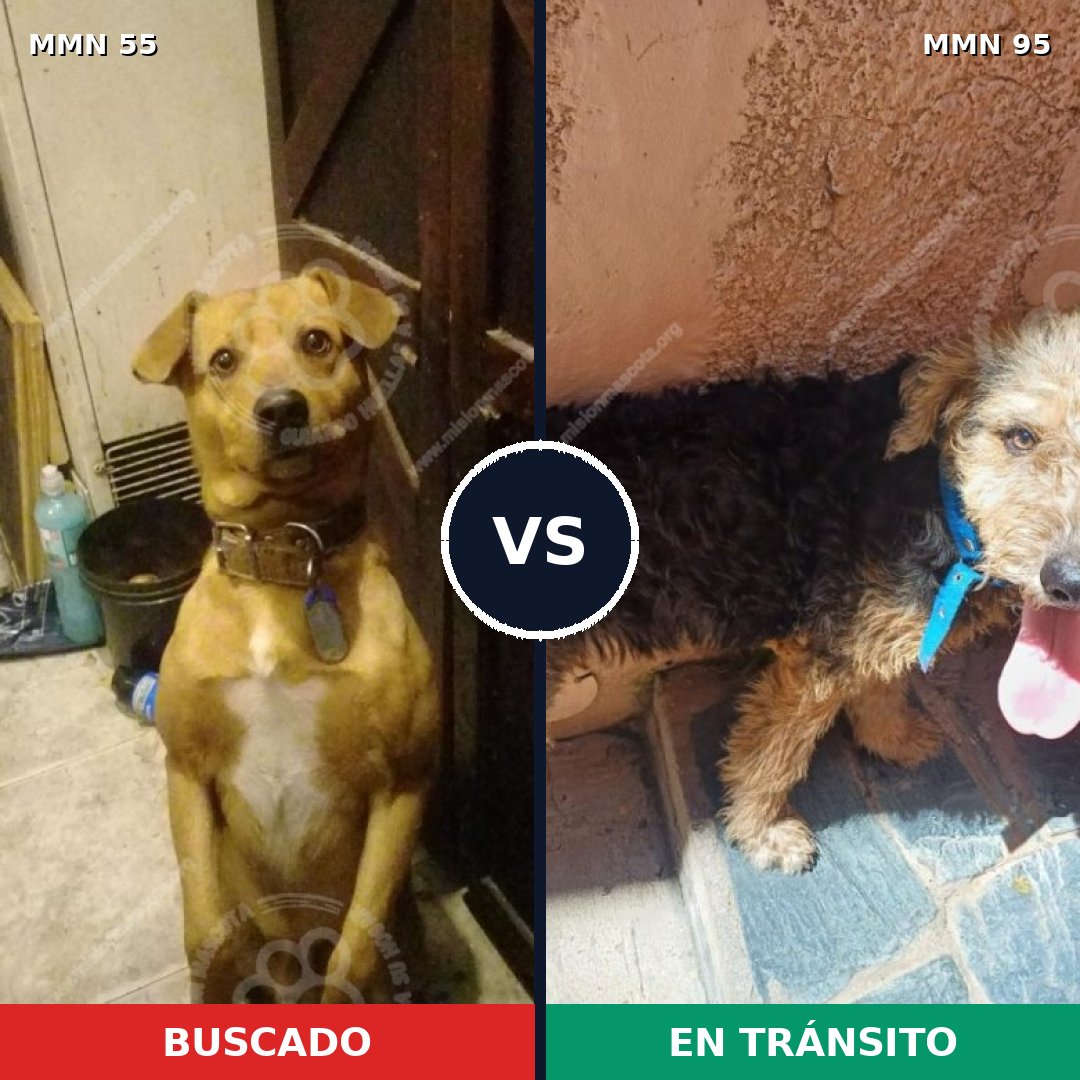 Comparativa MMS 2083: mascota perdida y mascota encontrada, 78% de similitud