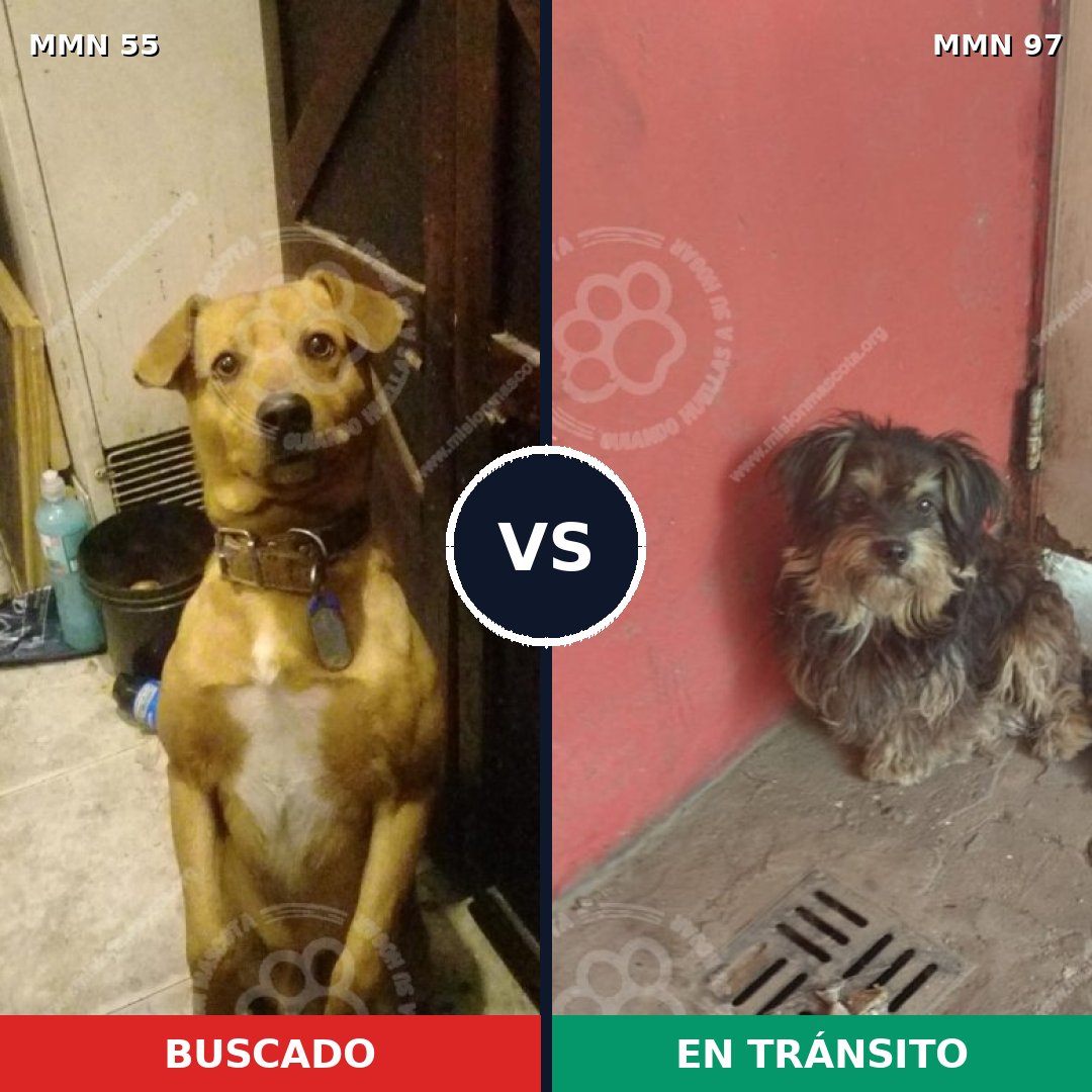Comparativa MMS 2084: mascota perdida y mascota encontrada, 65% de similitud