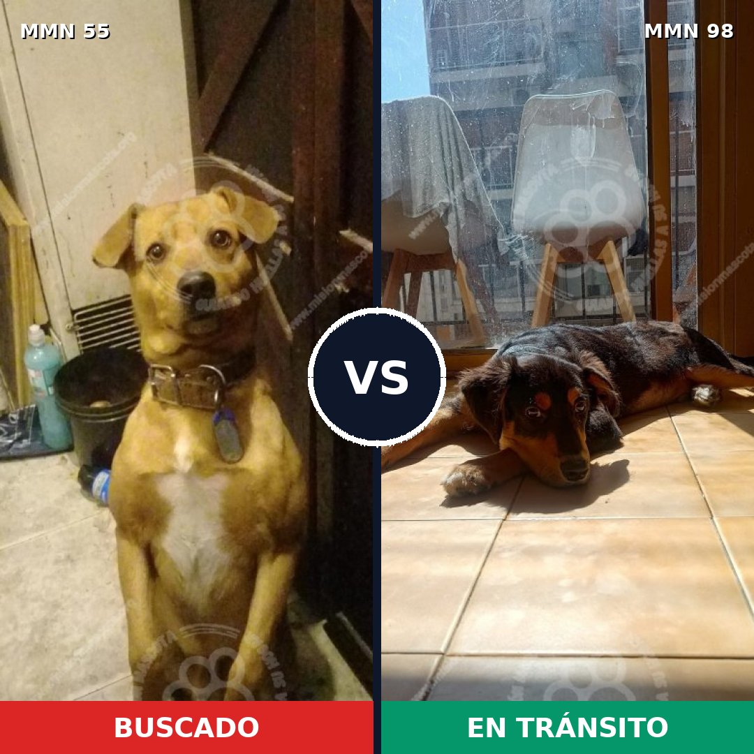Comparativa MMS 2085: mascota perdida y mascota encontrada, 73% de similitud