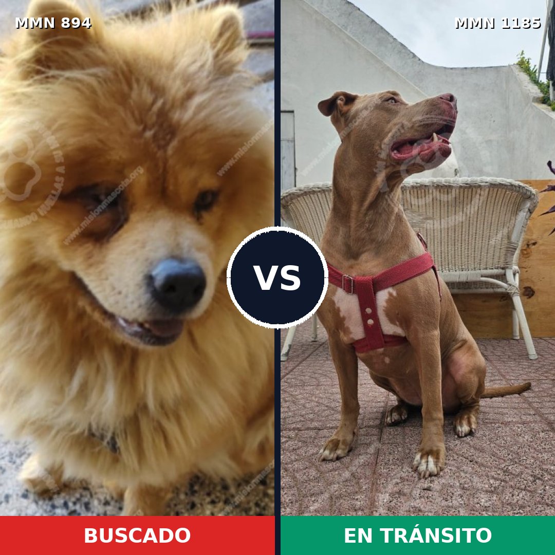 Comparativa MMS 20858: mascota perdida y mascota encontrada, 33% de similitud