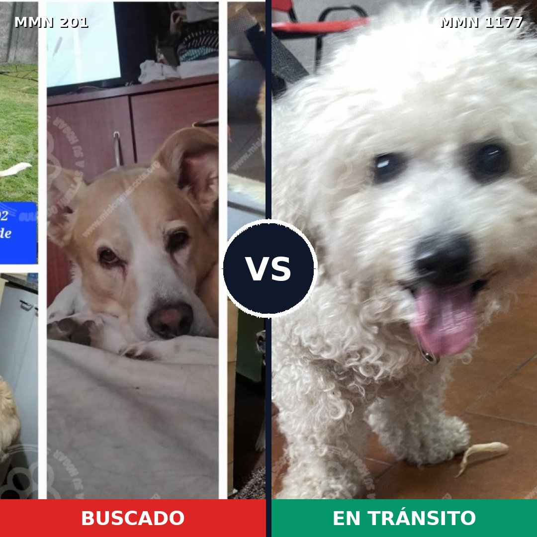 Comparativa MMS 20865: mascota perdida y mascota encontrada, 35% de similitud